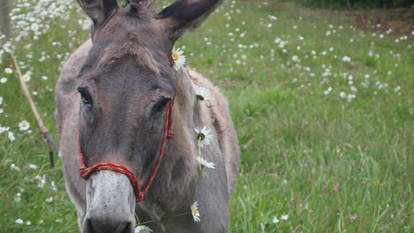 donkey love