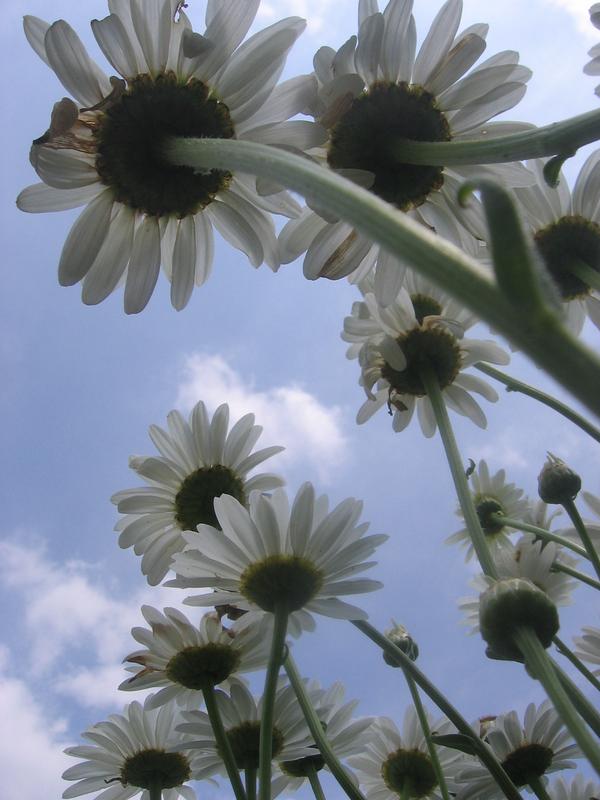 Daisies