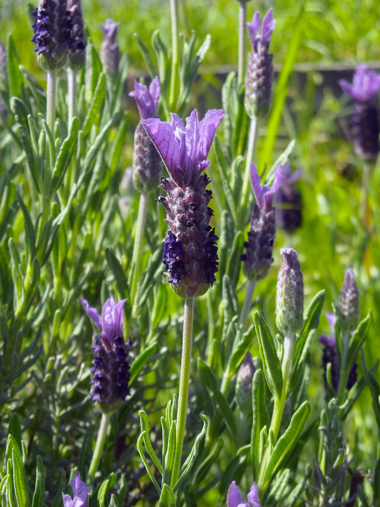 Lavanda jungle