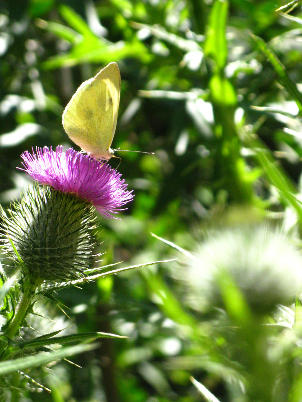 mariposa