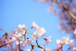 Cherry Blossoms by josephacheng