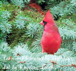 Cardinal on Blue Spruce