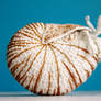 Nautilus