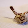 Bengal cat