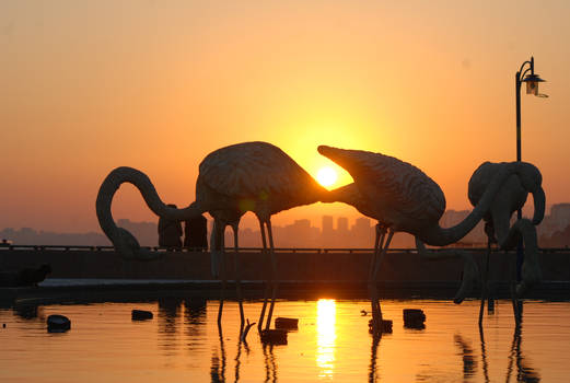 sun in the swan pond