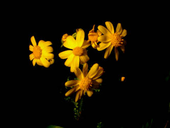Daisies From the Dark
