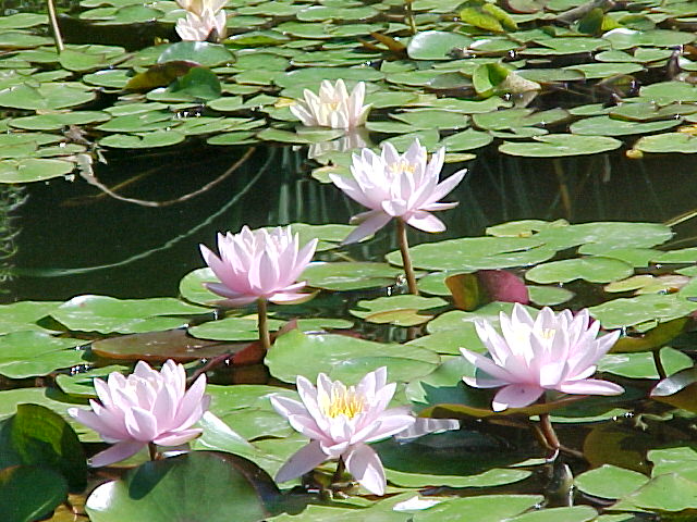 Waterlilly