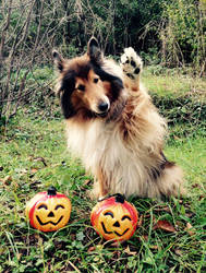 Happy Halloween Lassie!