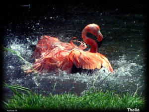 Flamand Rose