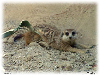 Suricate