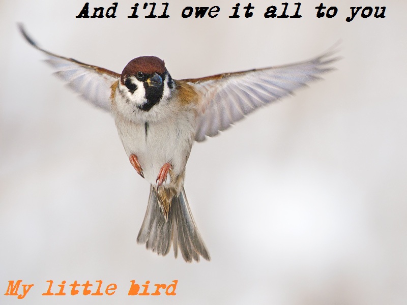 .:Little Bird:.