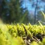 Even more Moss