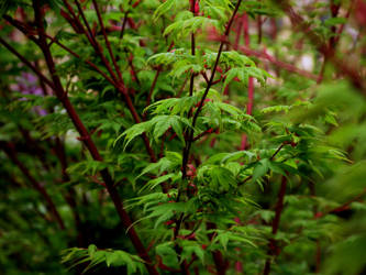 Japanese Maple