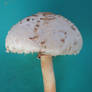 Mushroom stock 01