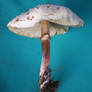Mushroom stock 04
