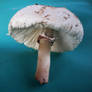 Mushroom stock 06