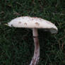 Mushroom stock 07