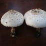 Mushroom stock 09