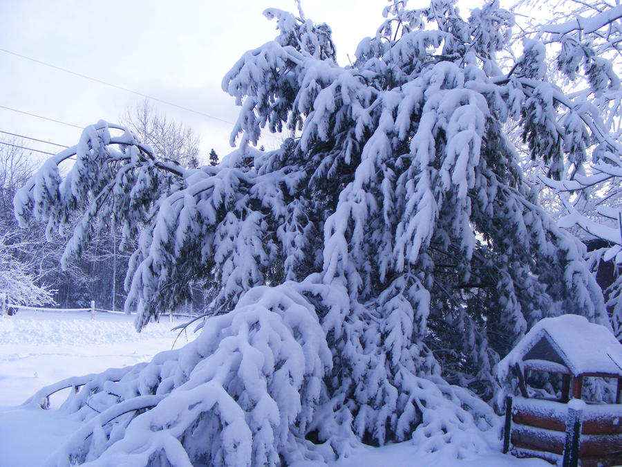 Cthulhu Tree by emeraldragonfly on DeviantArt