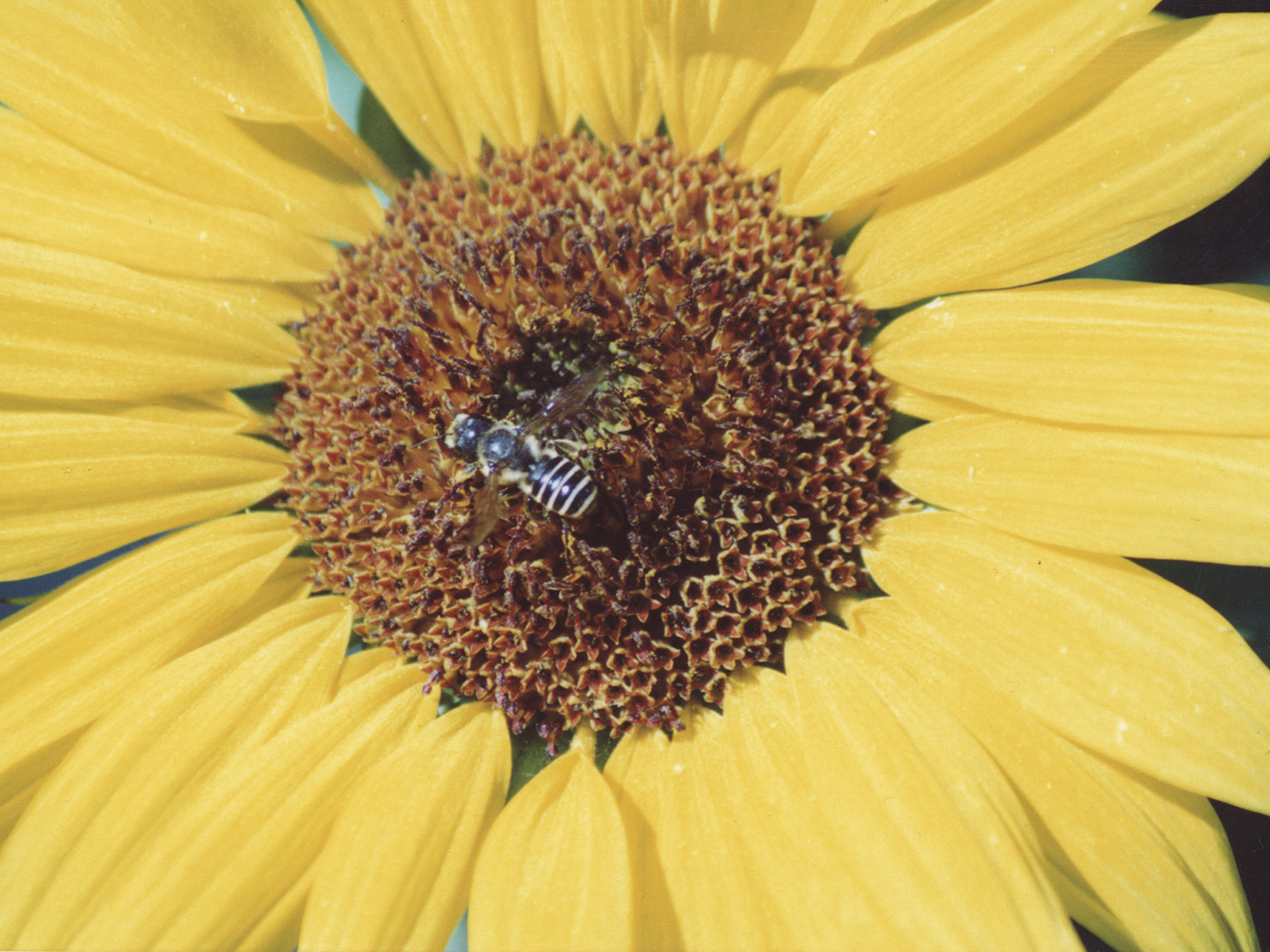 My Pretty Sunflower