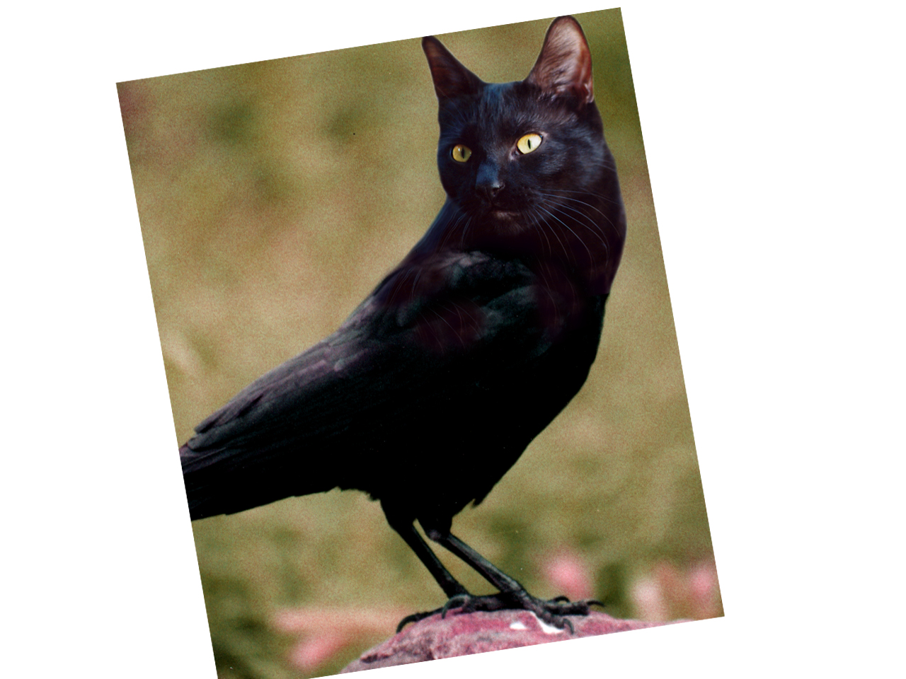 Cat Crow