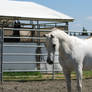 Standing Arabian Stock