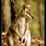 Wallaby
