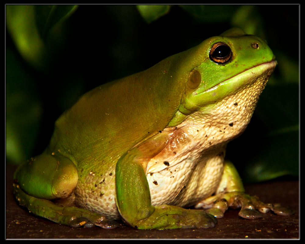 Call Me MISTER Frog