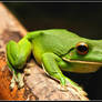 White Lipped Green Frog