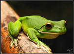White Lipped Green Frog by 2Stupid2Duck