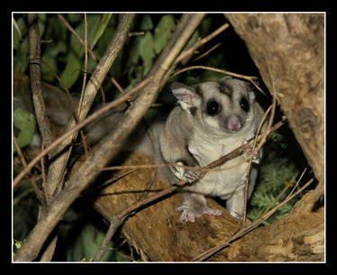 Sugar Glider