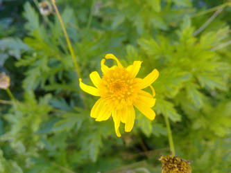 Yellow daisy