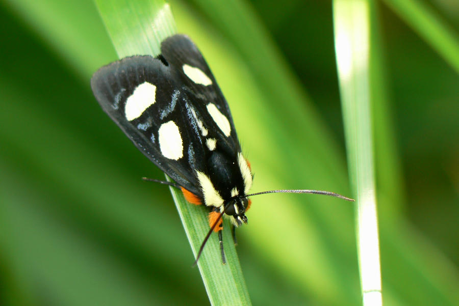 Forester Moth.