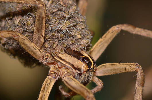 Spider106  Mother