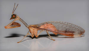 Mantidfly7