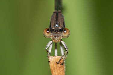 Damselfly