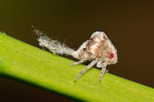 Planthopper Nymph