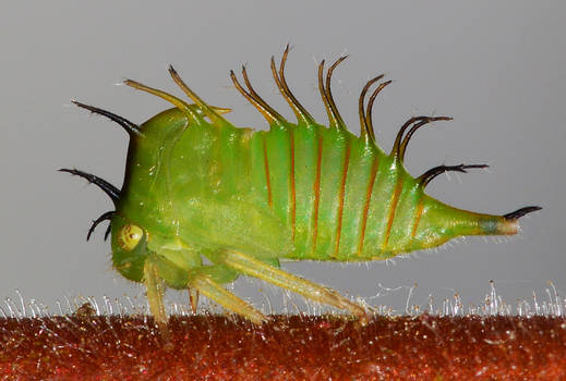 Planthopper Nymph