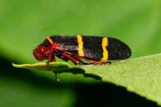 Species Prosapia bicincta - Two-lined Spittlebug