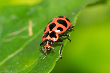 Species Coleomegilla maculata - Spotted Lady Beetl