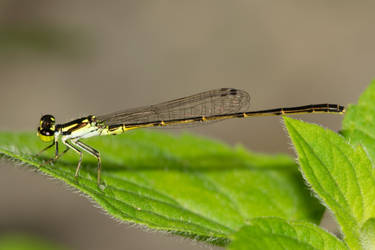 Damselfly - Ischnura posita - fragile forktail