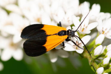 Lycomorpha pholus - Black-and-yellow Lichen Moth