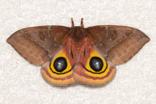 Species Automeris io - Io Moth