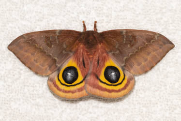 Species Automeris io - Io Moth