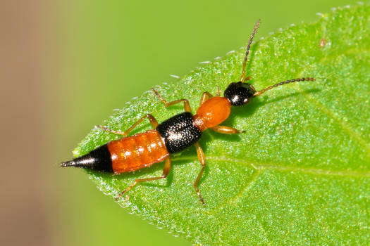 Rove Beetle - Paederus littorarius