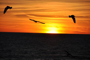 Birds at Malibu