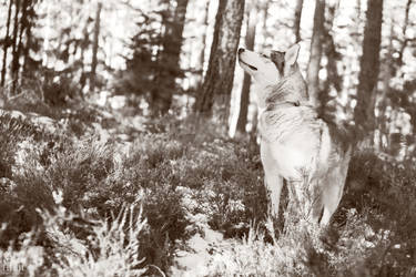 Siberian Husky