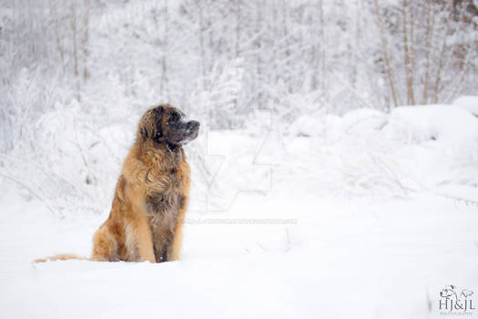 Leonberger