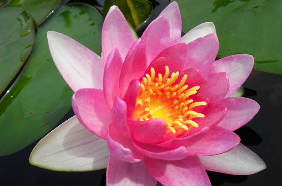 Pink Water Lily