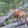 amazing pose red fox